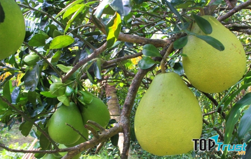 Bưởi Năm Roi trà Phú Hữu