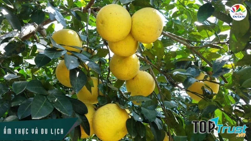 Bưởi Phúc Trạch