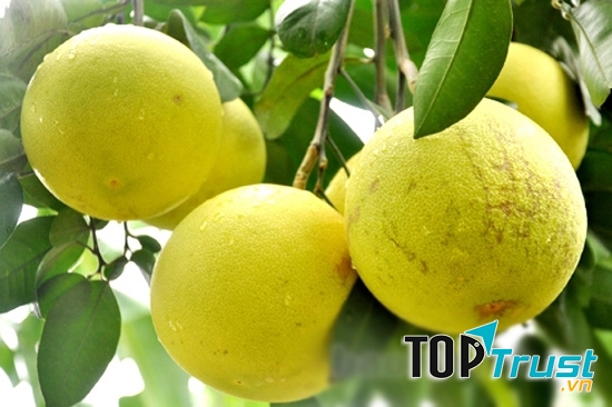 Bưởi Phúc Trạch