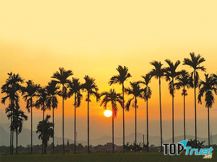 Hàng cau trước nhà mảnh dẻ đang vươn cánh tay dài rộng để hứng những tia nắng sớm đầu tiên.