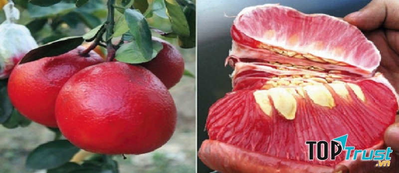 Bưởi tiến vua