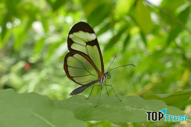 Bướm cánh thủy tinh