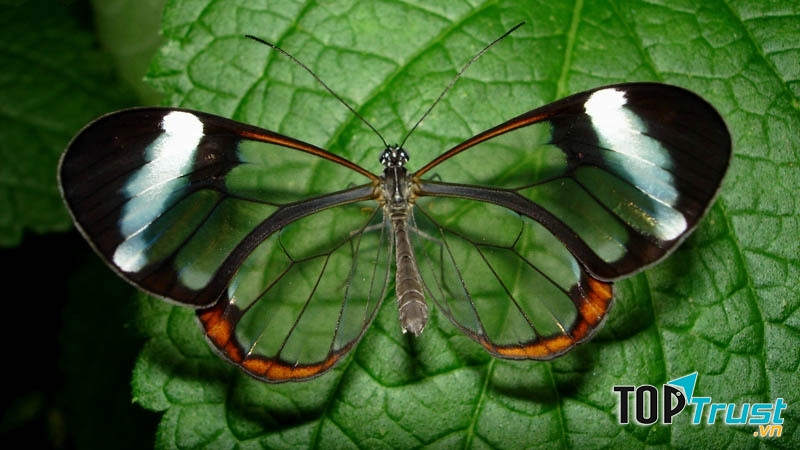 Bướm cánh thủy tinh