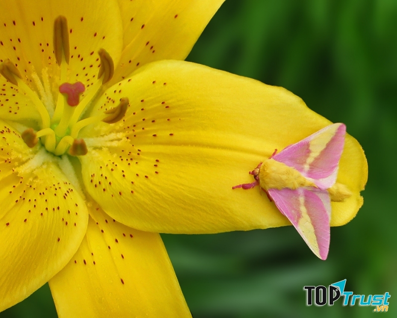 Bướm đêm phong hồng