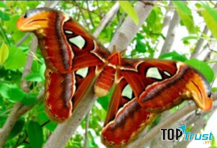 Bướm khế (bướm đêm Atlas)