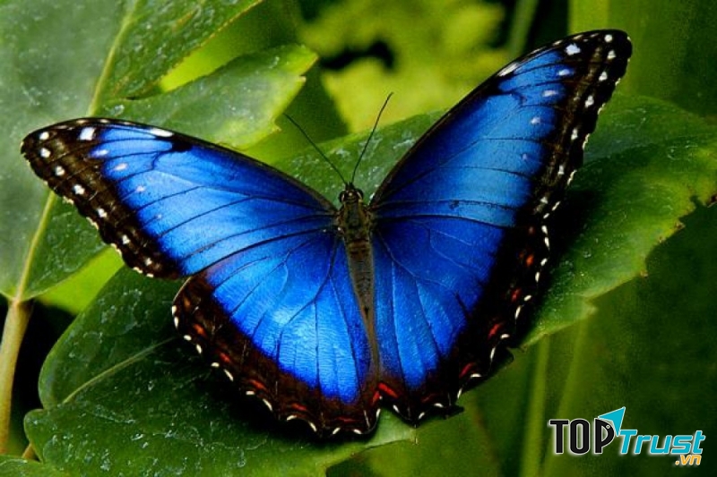 Bướm nữ hoàng Alexandra