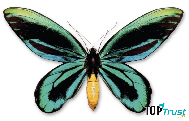 Bướm nữ hoàng Alexandra