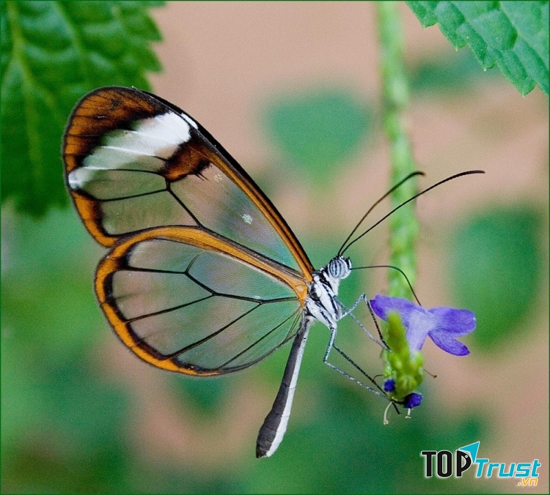 Bướm trong suốt