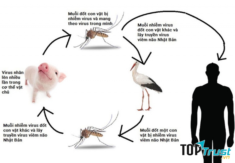 Buông màn khi đi ngủ.