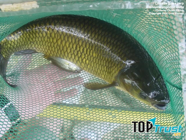 Nên chọn những con cá còn bơi khỏe trong chậu