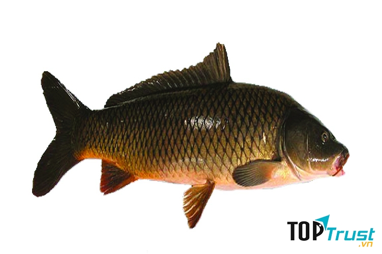 Ảnh minh họa - nguồn internet