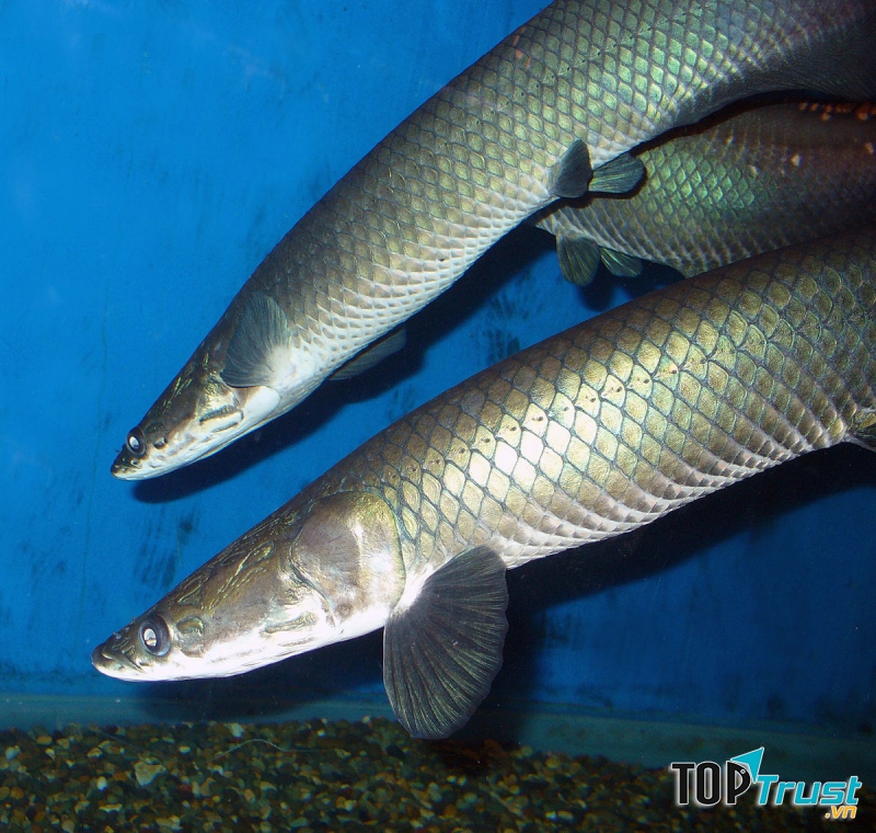 Cá ăn thịt Arapaima