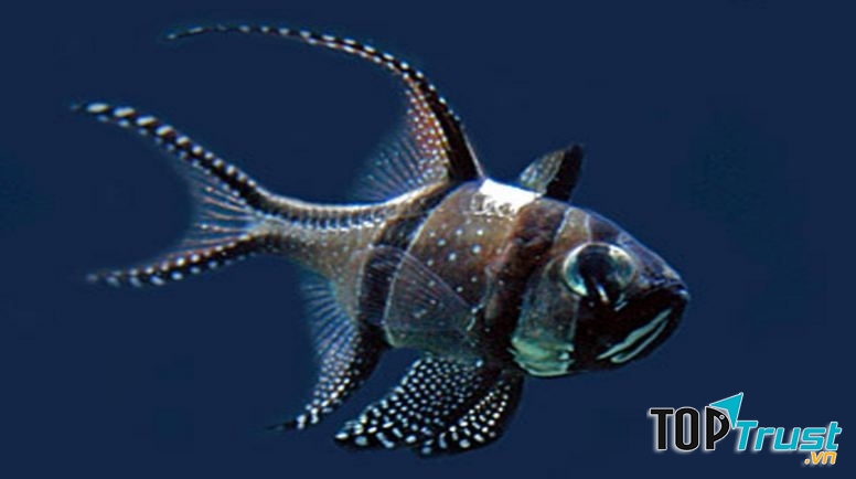 Cá Banggai