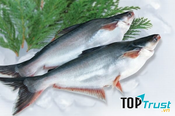 Thịt cá basa rất giàu DHA