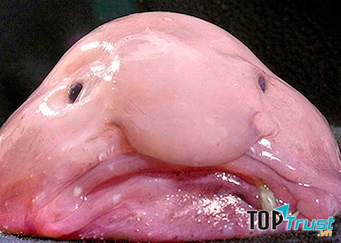 Cá Blob nhìn từ phía trước