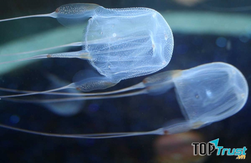 Loài cá độc nhất Box Jelly