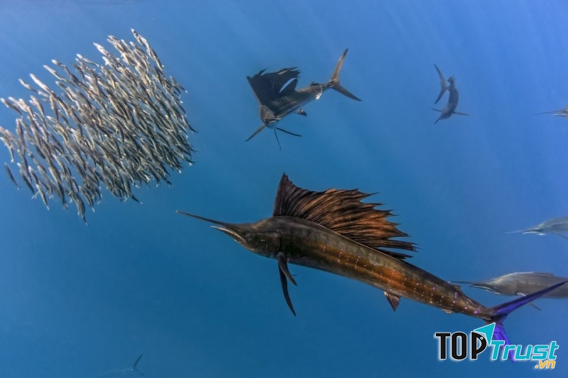 Cá buồm – Sailfish