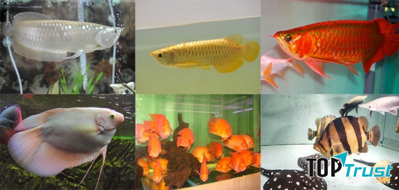 Cá cảnh Phúc Long có nhiều sản phẩm cá và bể cá cao cấp mới nhất hiện nay