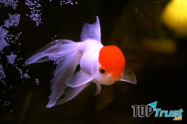 Cá Bạch Đỉnh Hồng