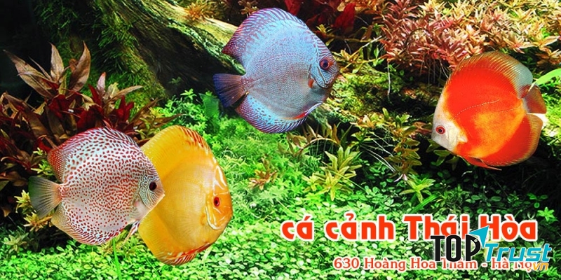 Cá cảnh Thái Hòa