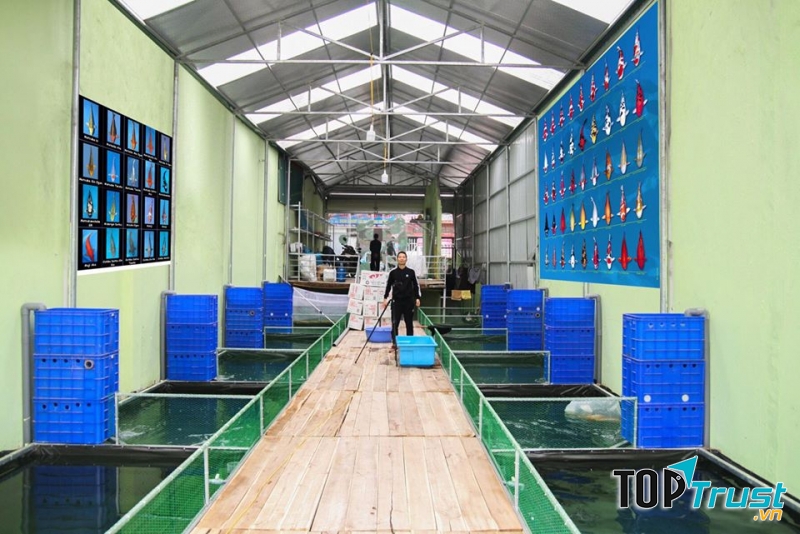 Cá cảnh Thái Hòa