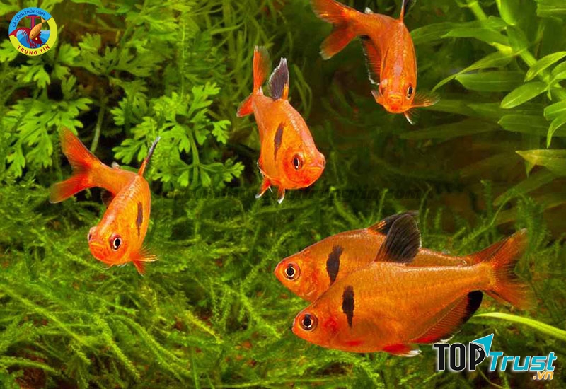 Cá Hồng Nhung tại Cá Cảnh Thủy Sinh Trung Tín