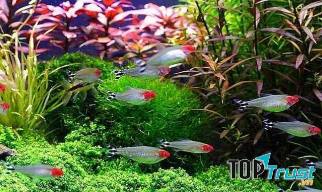 Các Sóc đầu đỏ tại cửa hàng