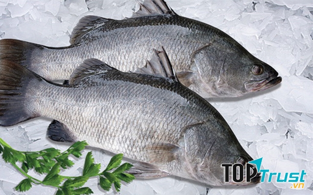 Cá chẽm khi chưa chế biến (Nguồn: Sưu tầm)