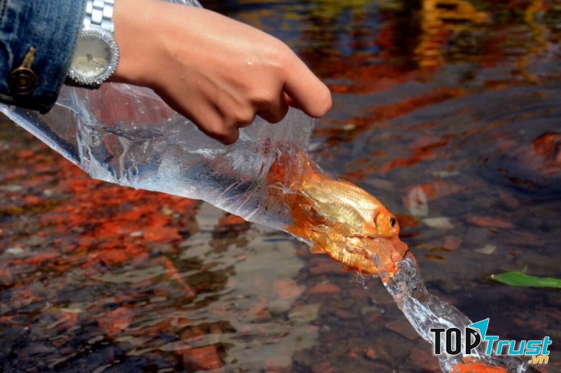 Phóng sinh cá chép cầu may đầu năm mới