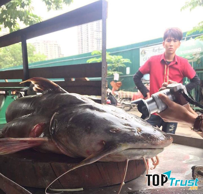 Cá chiên khổng lồ