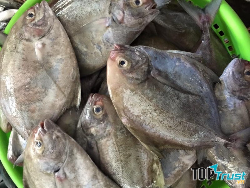 Hình ảnh về loài cá chim