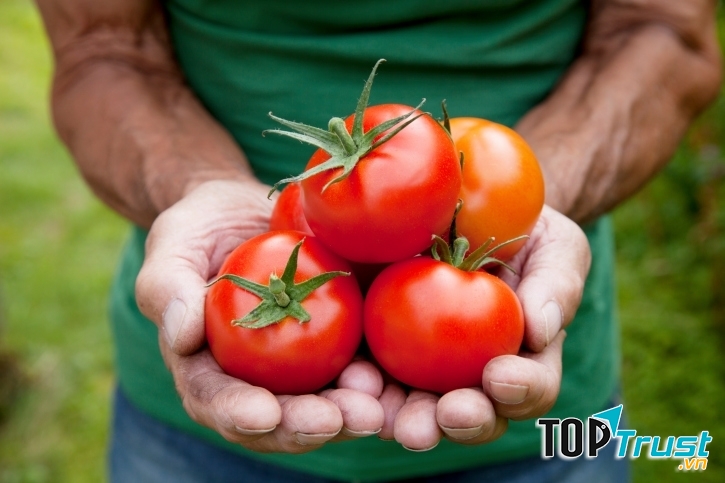 Cà chua là thực phẩm giàu lycopence giúp tăng số lượng tinh trùng
