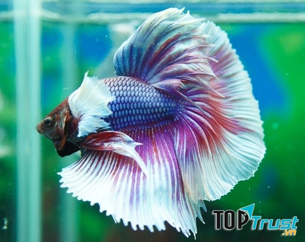 Cá ngũ sắc.