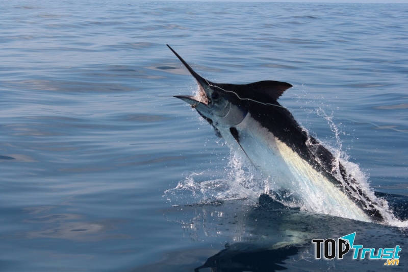 Cá cờ đen- Black marlin