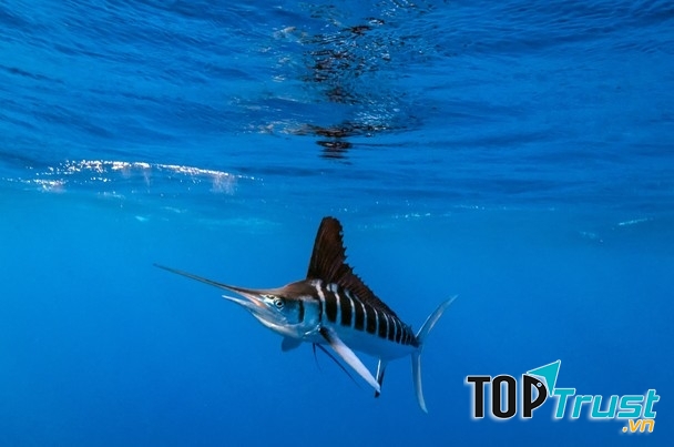 Cá cờ sọc – Striped Marlin