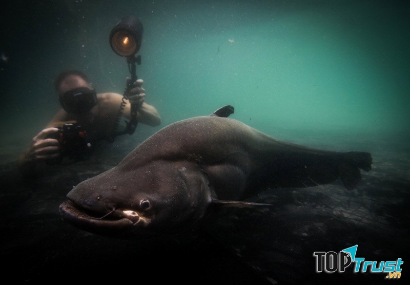 Cận cảnh một chú cá da trơn Wallago