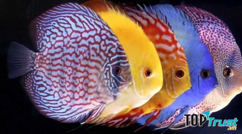 Cá Discus (Cá dĩa)
