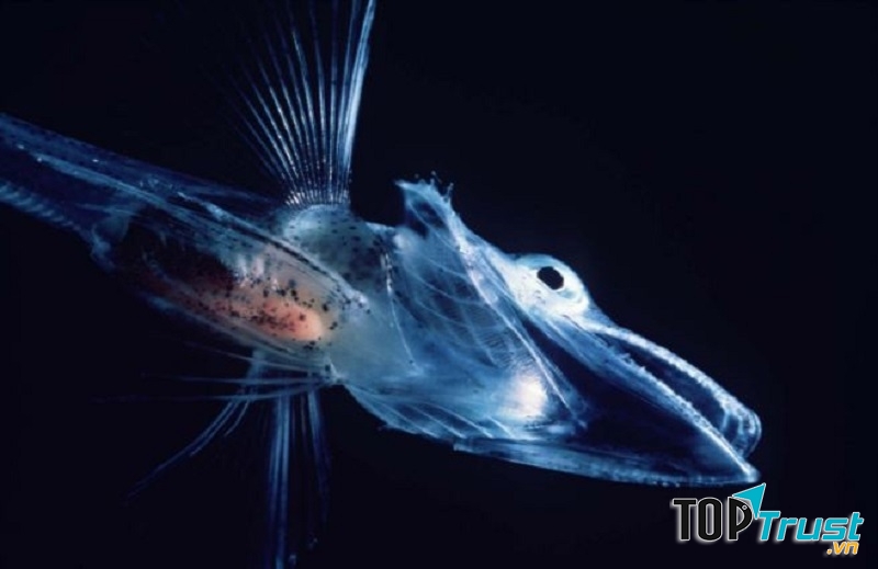 Cá dưới băng trong suốt