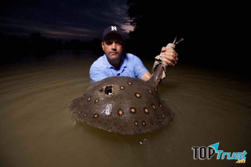 Cá đuối Potamotrygon motoro