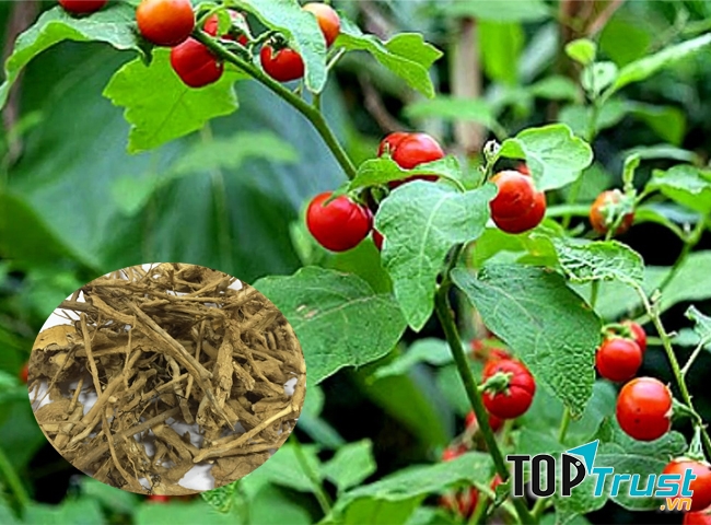 Cà gai leo- Cây thuốc nam tốt nhất hiện nay về tác dụng giải độc gan