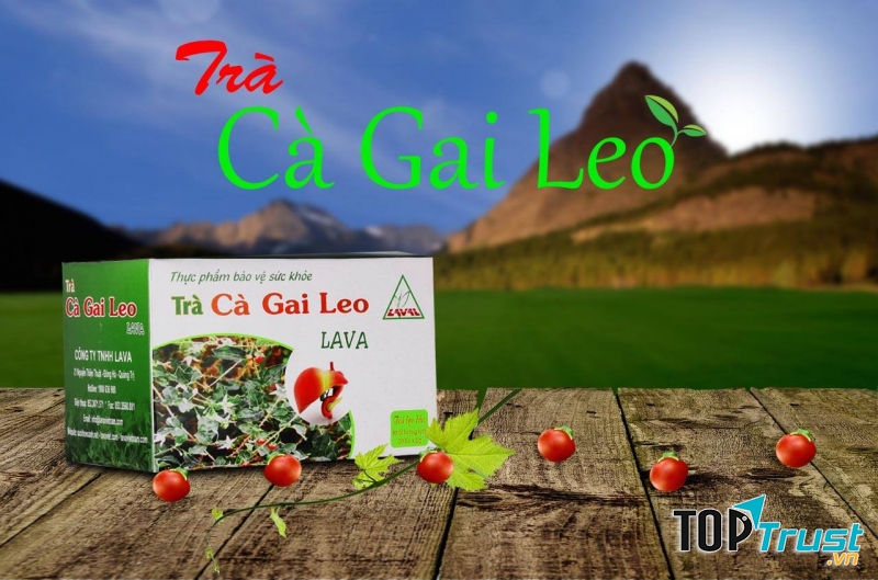 Cà gai leo Lava - Công ty TNHH Lava