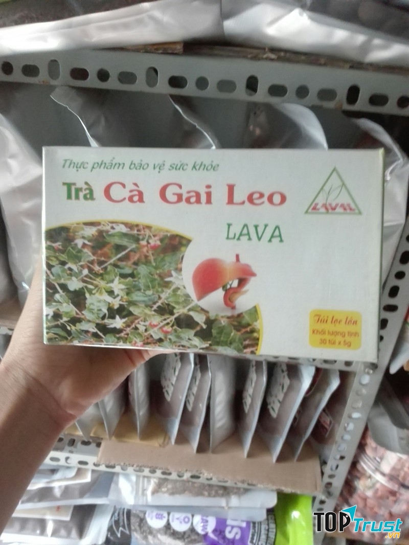 Cà gai leo Lava - Công ty TNHH Lava