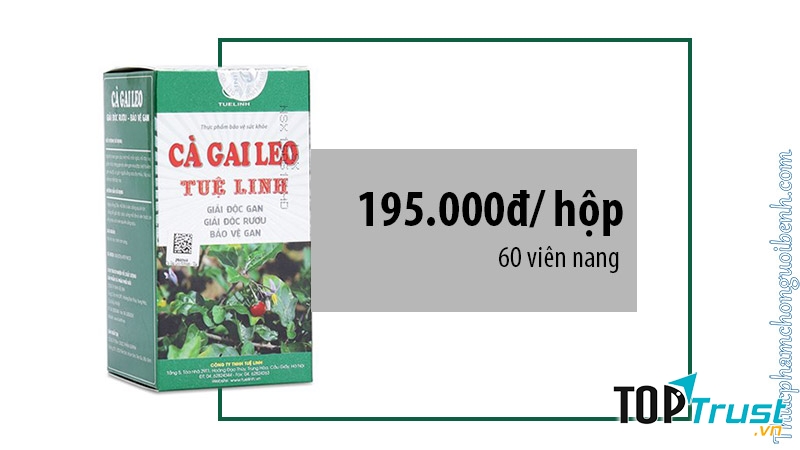 Cà gai leo - Công ty TNHH Tuệ Linh