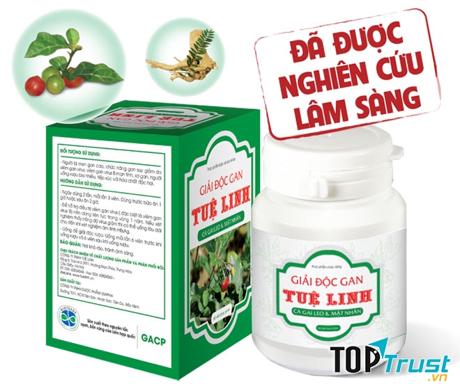 Cà gai leo - Công ty TNHH Tuệ Linh