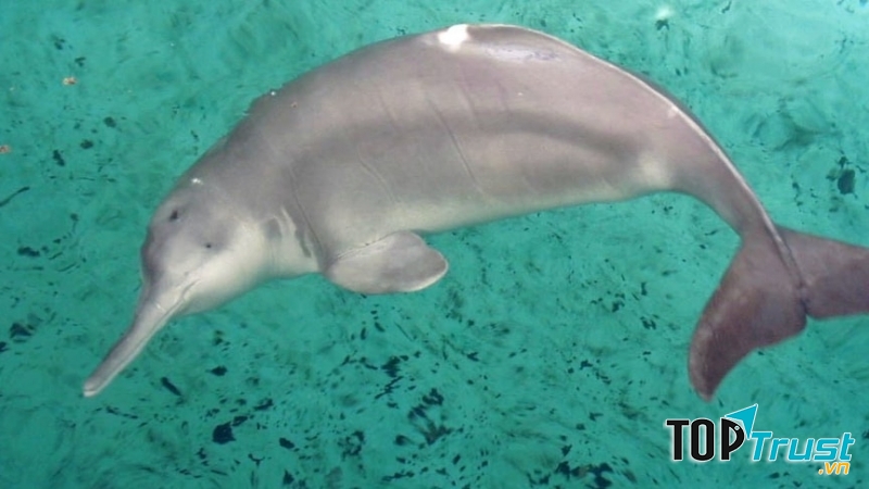 Cá heo sông Dương Tử