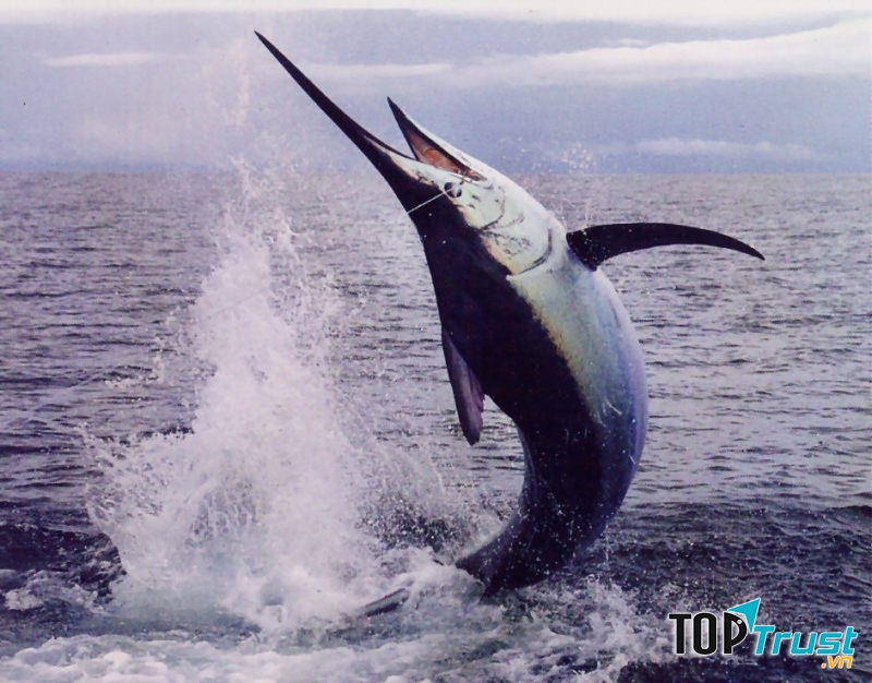 Cá kiếm – Sword Fish
