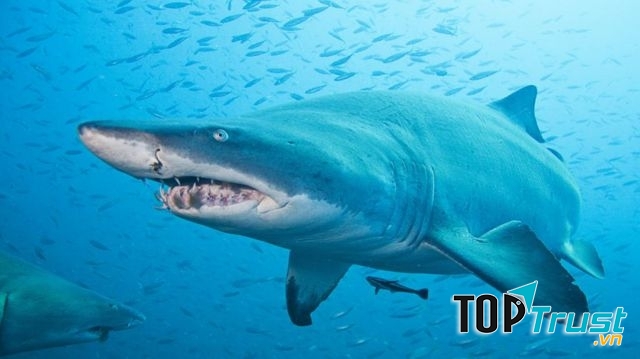 Cá Mập Hổ Cát-sát thủ máu lạnh ngay từ trong bụng mẹ.