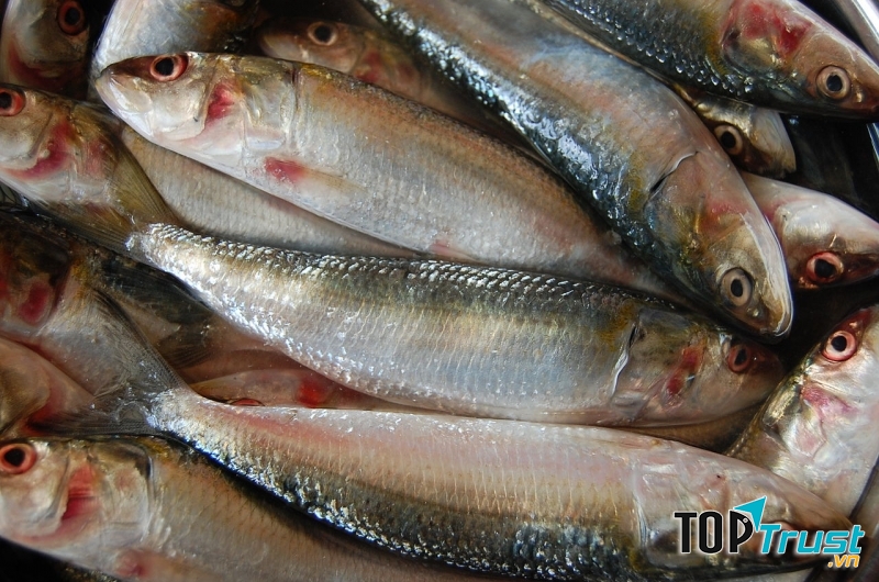 Cá mòi dầu Ấn Độ (Nguồn: Sưu tầm)