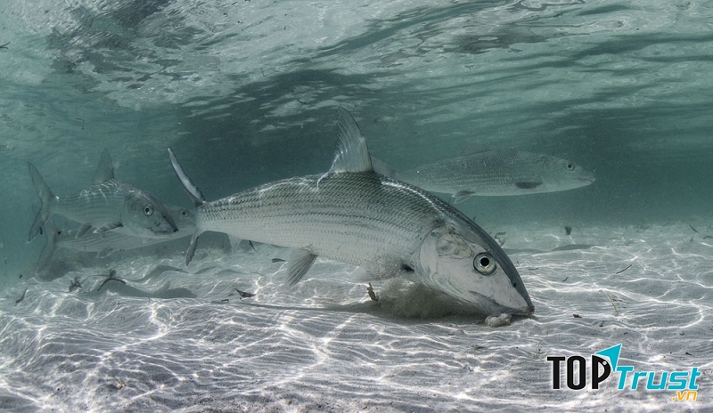 Cá mòi đường – Bonefish