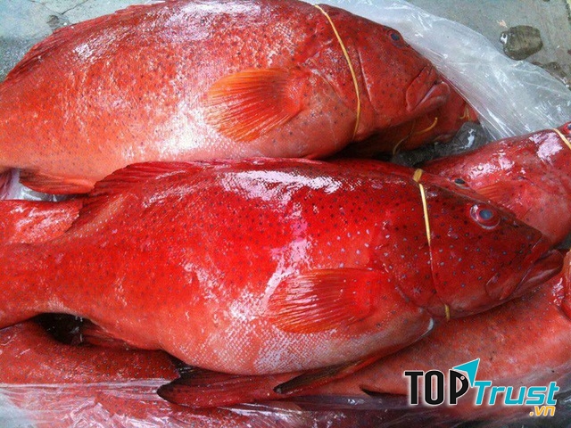 Cá mú đỏ